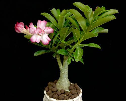 沙漠玫瑰的种植容器选择（大盆与小盆）