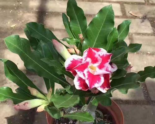 沙漠玫瑰的种植容器选择（大盆与小盆）