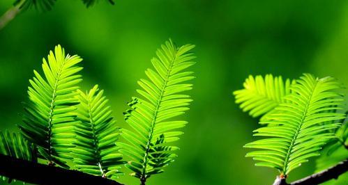 生机勃勃的植物世界（探索大自然中生命力的奇迹）