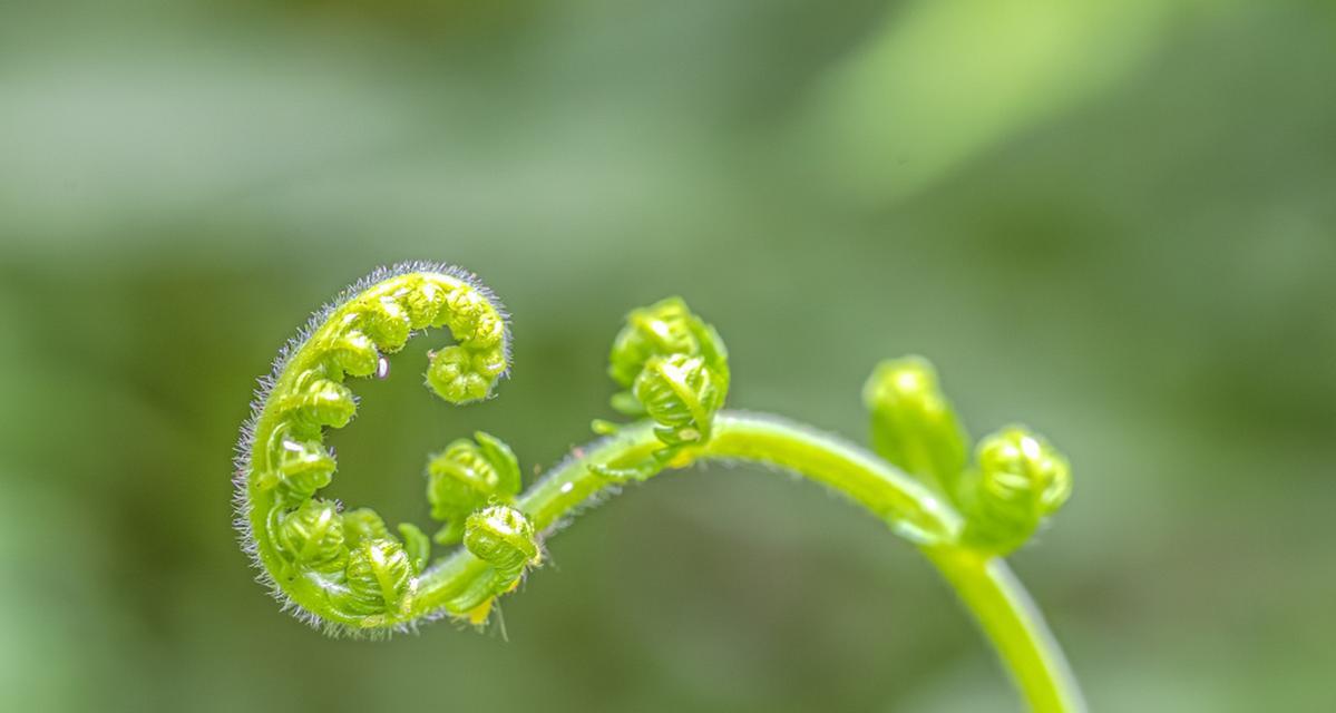 生机勃勃的植物世界（探索大自然中生命力的奇迹）