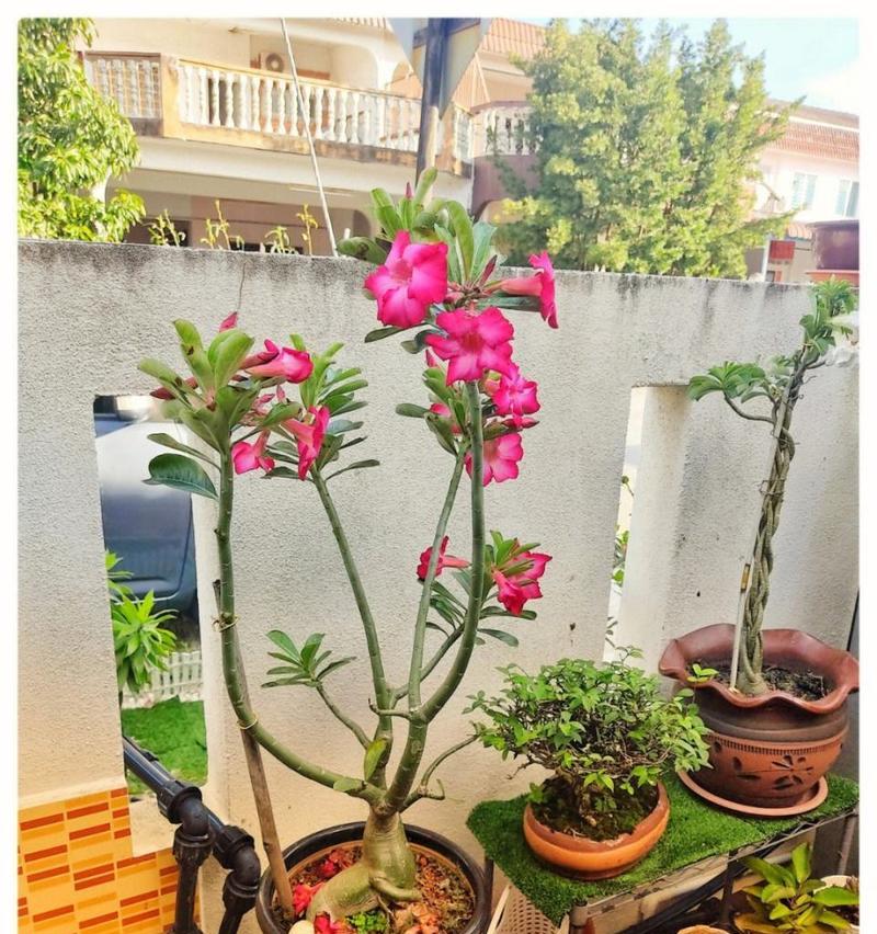 沙漠玫瑰花期及特点（探究沙漠玫瑰的生长环境和开花时间）