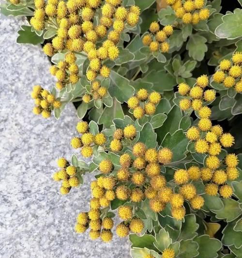 生生不息，植物的力量（探索植物世界的奇迹与魅力）