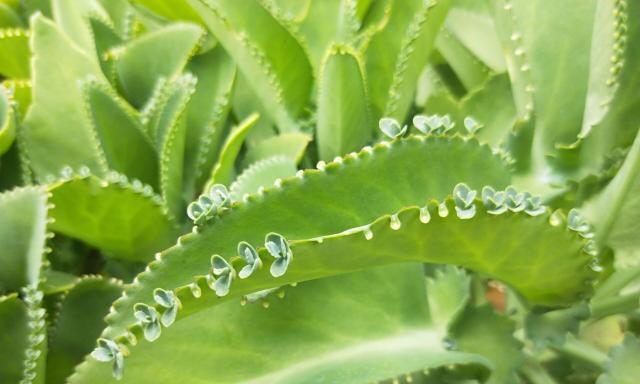 生生不息，植物的力量（探索植物世界的奇迹与魅力）