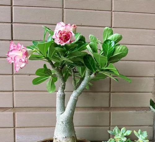 如何成功种植沙漠玫瑰花（步步为营让美丽持续绽放）