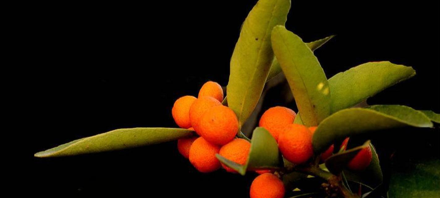 团结之花——以象征团结的植物为主题的文章（以橄榄树为）
