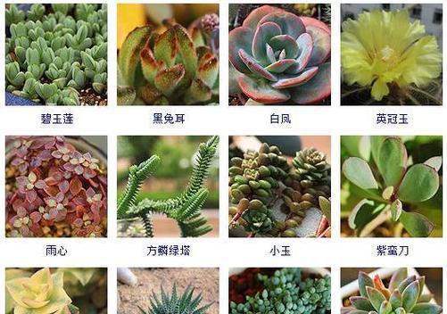 团结之花——以象征团结的植物为主题的文章（以橄榄树为）