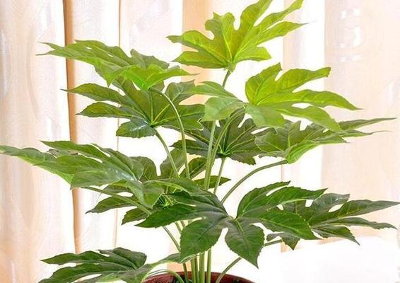 团结之花——以象征团结的植物为主题的文章（以橄榄树为）