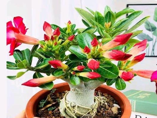 如何正确给沙漠玫瑰浇水（春夏秋冬）