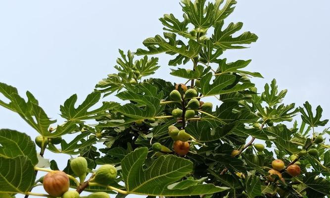 植物中的无私奉献（探寻自然界中的无私之美）