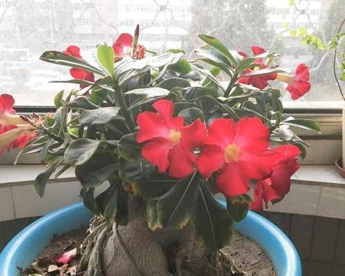 沙漠玫瑰开花时间（了解沙漠玫瑰的生长习惯和开花季节）