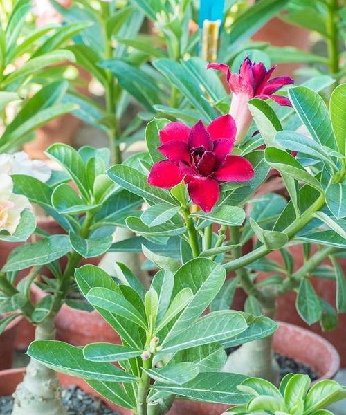 沙漠玫瑰开花时间（了解沙漠玫瑰的生长习惯和开花季节）