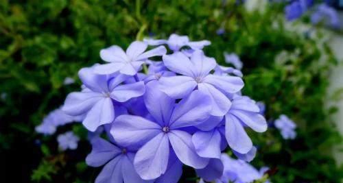 夏日花开，夏天的绿色盛宴（探寻夏季象征的15种植物）