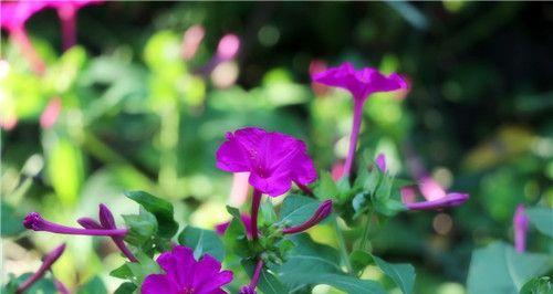 夏日花开，夏天的绿色盛宴（探寻夏季象征的15种植物）