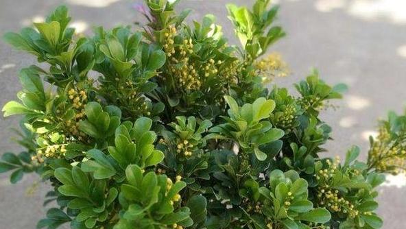 夏日花开，夏天的绿色盛宴（探寻夏季象征的15种植物）
