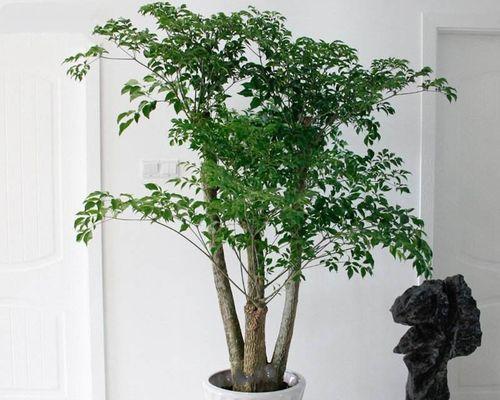 幸福之花（从花海中寻找幸福的秘密）
