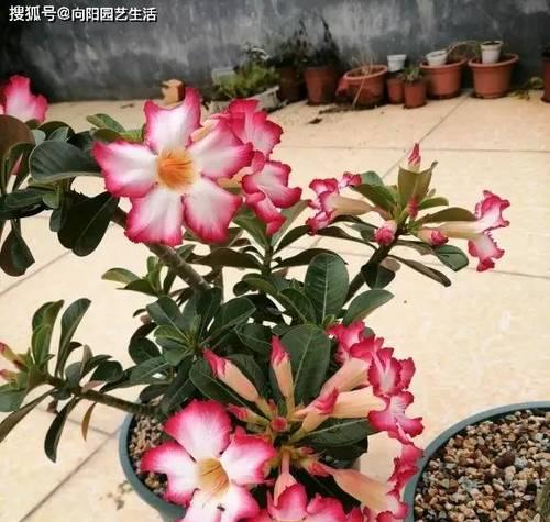 如何正确浇水沙漠玫瑰（时间和方法详解）