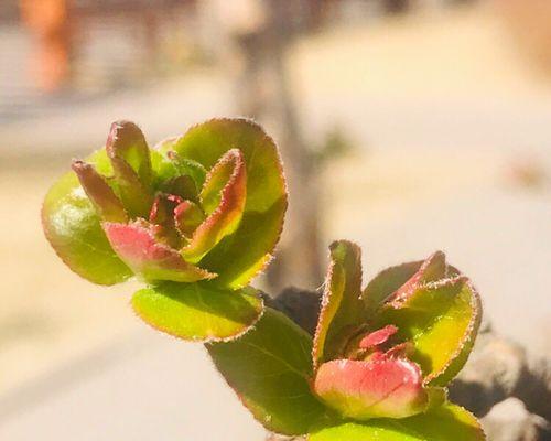 阳光向上的植物（以太阳花）