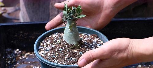 沙漠玫瑰的地栽与护理（如何在家种植属于你的沙漠花园）