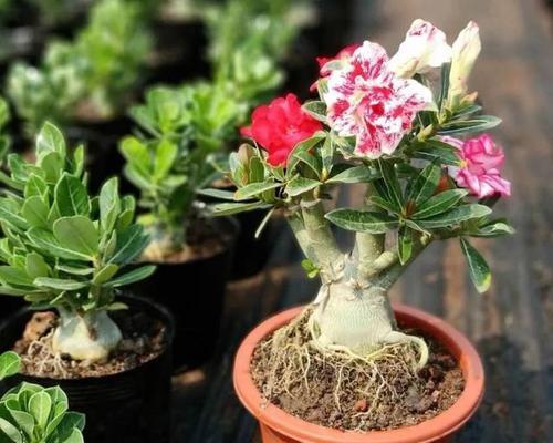 沙漠玫瑰露天养殖全攻略（让你的花园盛开美丽的沙漠玫瑰）
