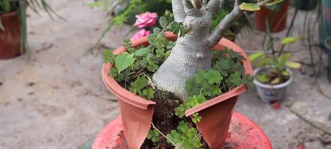如何拯救烂根沙漠玫瑰（探究沙漠玫瑰烂根的原因和有效治疗方法）