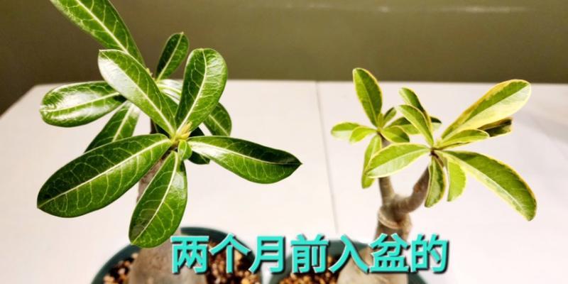 如何拯救烂根沙漠玫瑰（探究沙漠玫瑰烂根的原因和有效治疗方法）