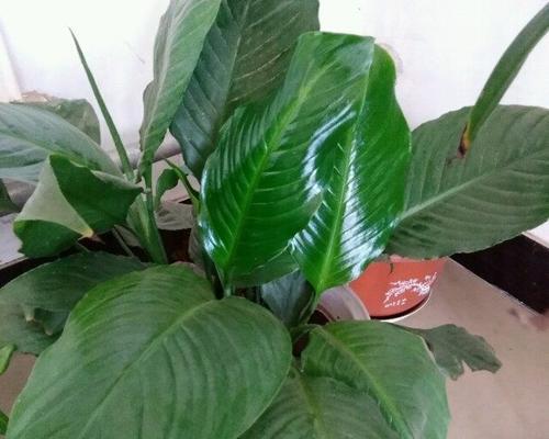植物世界中的默默付出（探索那些默默付出的植物之美）