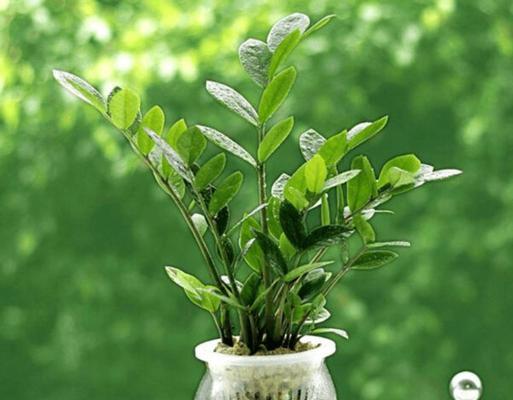 自信之花（用植物的力量拥抱自信）