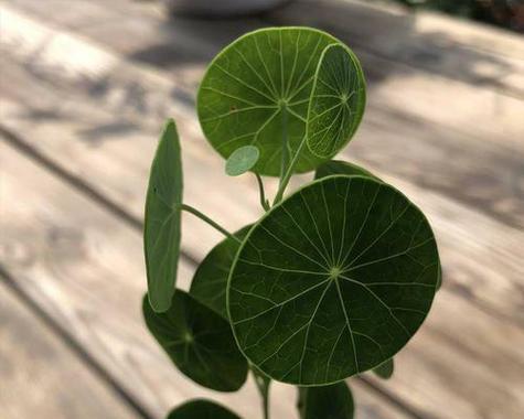 禅意植物（象征禅意的植物及其意义与特点）
