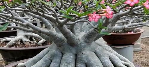 沙漠玫瑰的生长及开花时间（秋天开花的美丽沙漠之花）