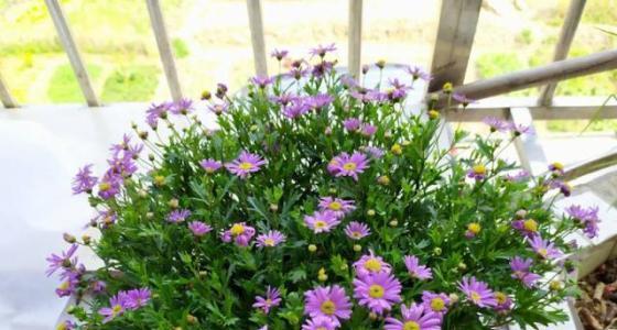 小雏菊的花语与寓意（小雏菊）
