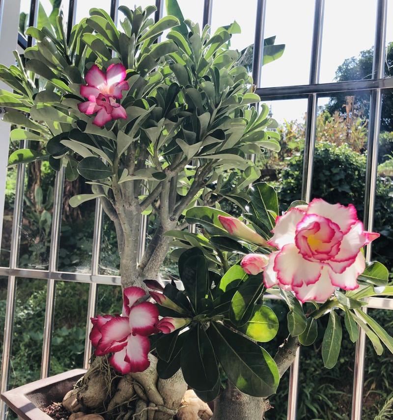 沙漠玫瑰开花时间与频率（揭秘沙漠玫瑰开花规律）