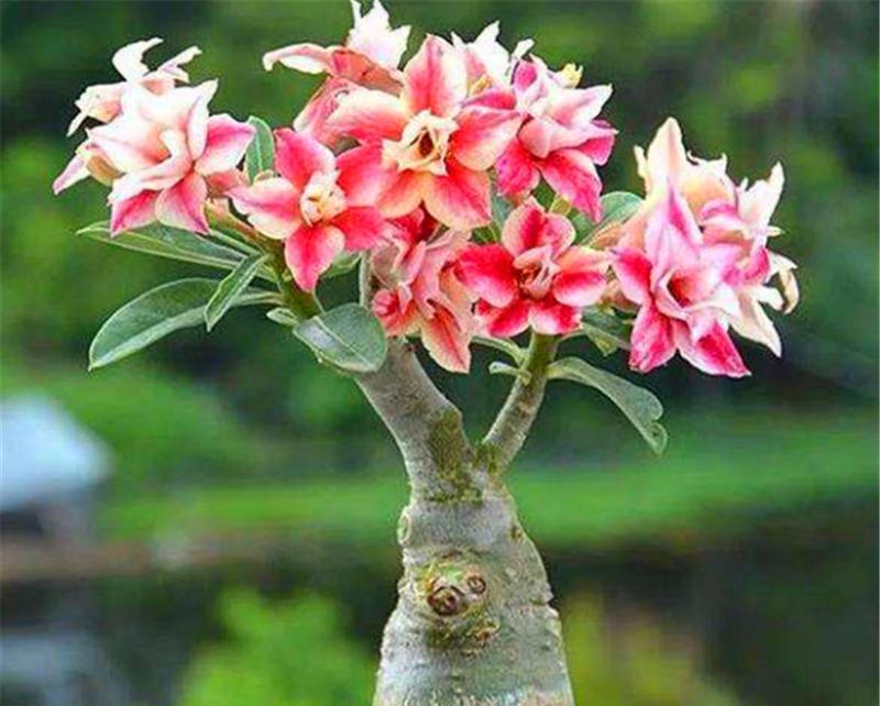 沙漠玫瑰开花时间与频率（揭秘沙漠玫瑰开花规律）
