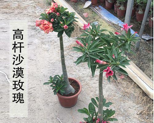 如何正确移栽沙漠玫瑰（最佳时间）