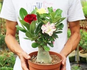 如何正确移栽沙漠玫瑰（最佳时间）