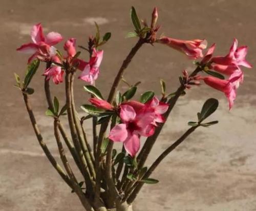 如何防止沙漠玫瑰徒长（防止沙漠玫瑰徒长的方法和技巧）
