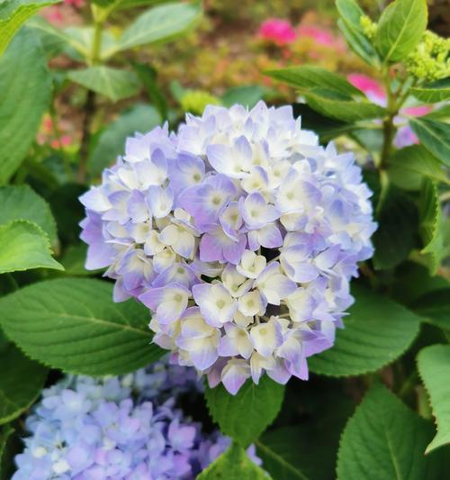 绣球花的花语与象征（绣球花寓意深远）