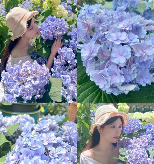 绣球花的传说与意义（寓意美丽与幸福的绣球花传说）