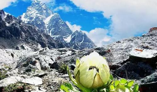 雪莲花的寓意与象征（探寻雪莲花的深层含义）