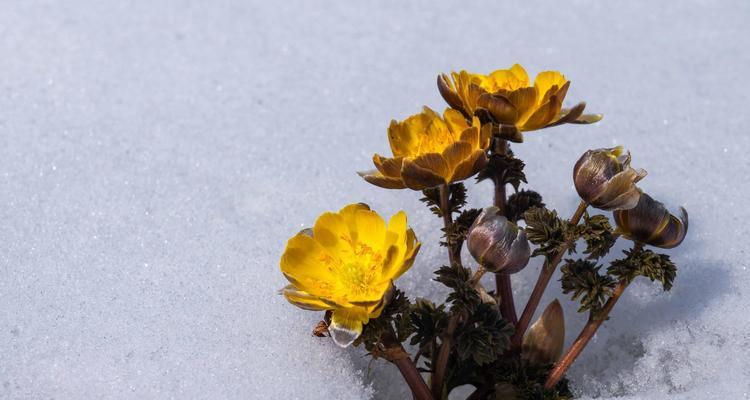 雪莲花的寓意与象征（探寻雪莲花的深层含义）