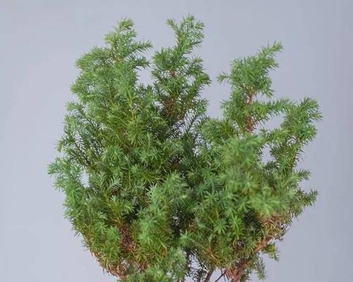 雪松花语与文化地位（雪松花语的传承与象征意义）
