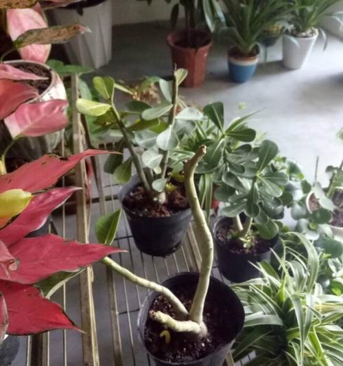 沙漠玫瑰叶子黑斑问题解决方案（分析沙漠玫瑰叶子出现黑斑的原因和解决方法）
