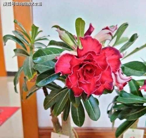 沙漠玫瑰，一年开几次花（开花月份）
