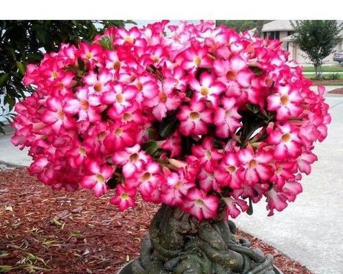 沙漠玫瑰，一年开几次花（开花月份）