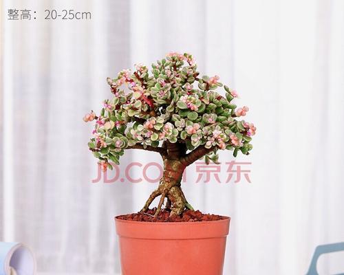 以雅乐之舞（揭秘多肉植物以雅乐之舞的花语及特点）