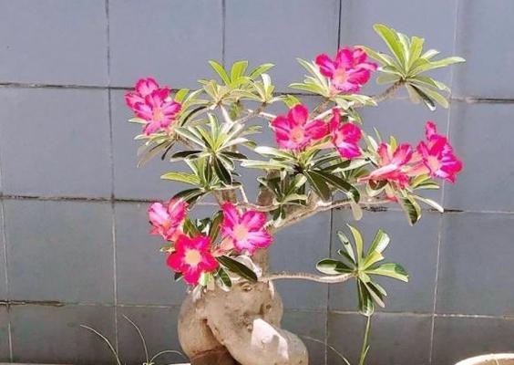 如何合理盆栽沙漠玫瑰（选择盆土）