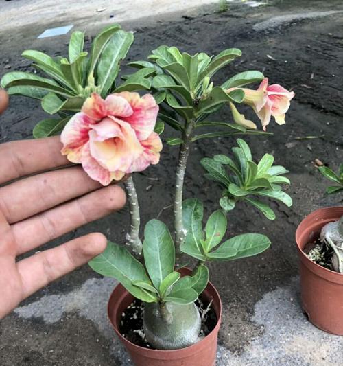 如何合理盆栽沙漠玫瑰（选择盆土）