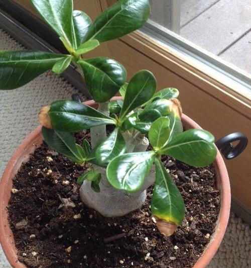 沙漠玫瑰的栽培与毒性研究（可爱却有毒的植物）