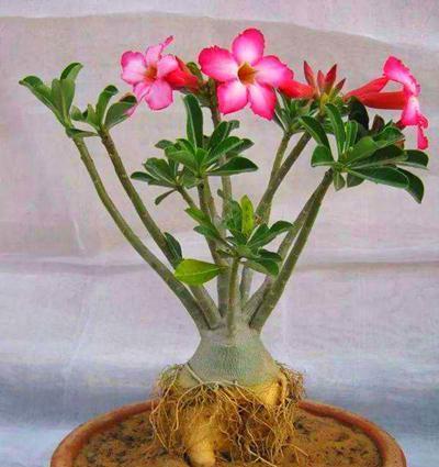 如何养护沙漠玫瑰才能让它开出美丽的花朵（了解沙漠玫瑰的生长特点和技巧）