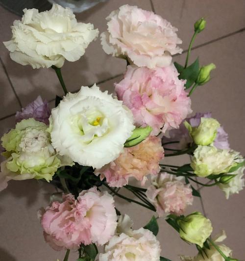 洋桔梗花语与种植方法（用洋桔梗传达心意）