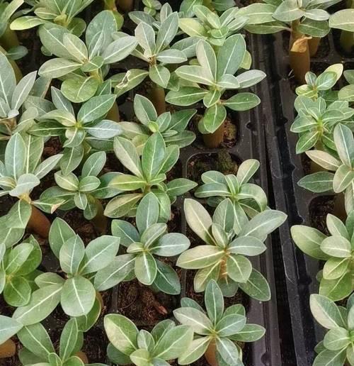 如何种植沙漠玫瑰（教你从种子到开花的全过程）